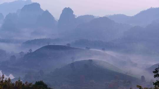 美丽中国大好河山武夷山的茶园被云雾包裹着视频素材模板下载