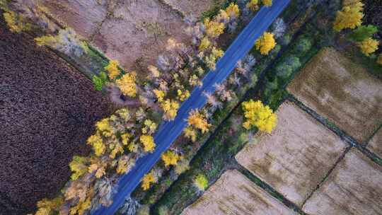 公路两边树木秋景