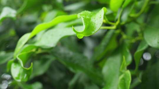 下雨天桂花树金桂八月桂花植物水滴升格