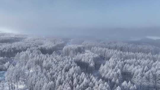 航拍林海雪原银装素裹树林