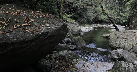 阳光溪流山涧密林原始生态风光