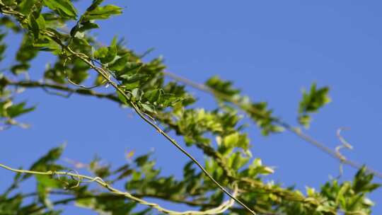 植物叶子绿叶枝叶空镜风景大自然树叶阳光