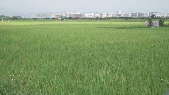农村的绿色的稻田