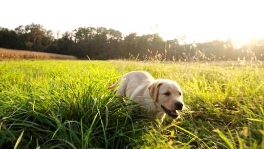小狗在高高的草地上奔跑