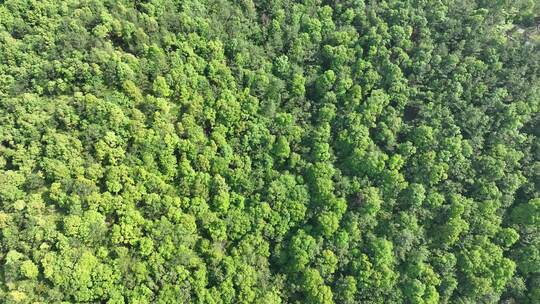 俯拍森林俯拍树林俯视山峰树木绿色生态环境