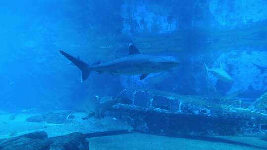 水族馆里鱼的镜头