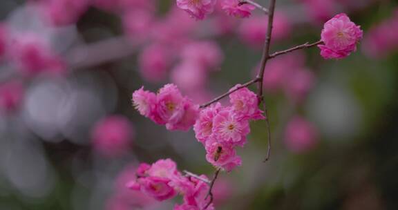 盛开的梅花花朵生机勃勃