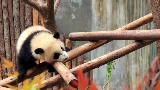四川成都大熊猫繁育基地可爱的熊猫视频素材模板下载