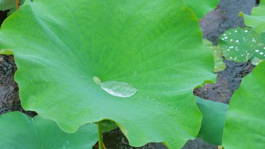 下雨荷叶上的水珠露珠露水