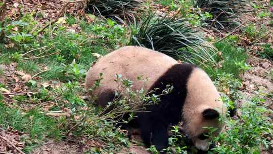 四川成都大熊猫繁育基地可爱的熊猫视频素材模板下载