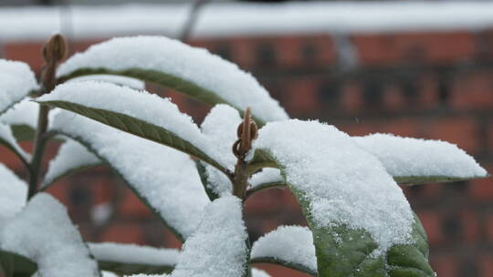 下雪飘雪树叶慢镜头4K实拍空镜