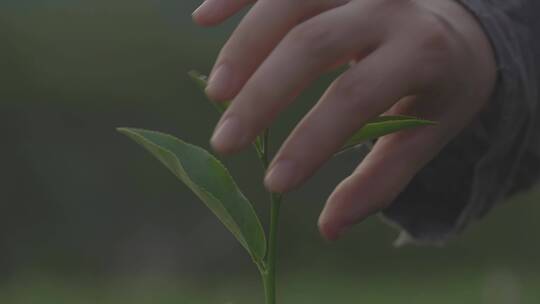 采茶 茶叶 制茶