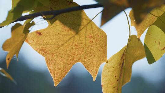 秋季枯黄的梧桐叶特写视频素材模板下载
