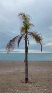 海边沙滩一颗孤独的椰树