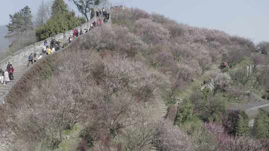 「有版权」航拍台州府城古城墙桃花盛开4K