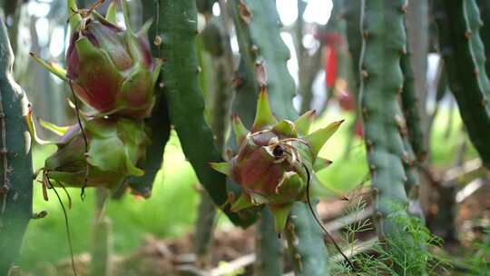 火龙果种植 火龙果树 仙人掌科植物