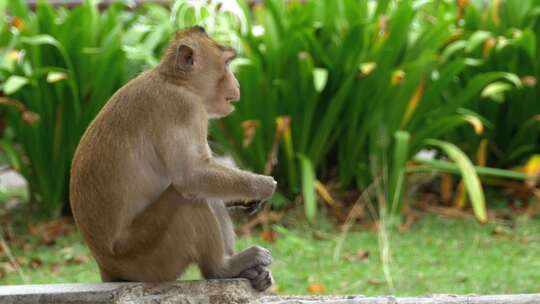 泰国考考开放动物园的猴子坐在地上吃食物