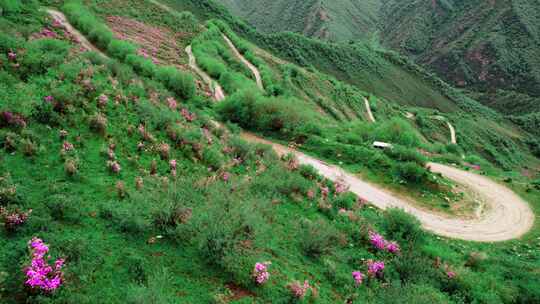 青海海东市乐都高山越野盘山公路杜鹃花航拍