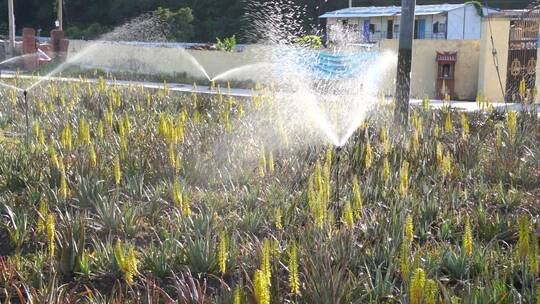 芦荟开花 浇水