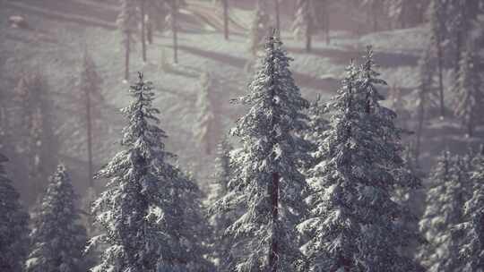 冬季积雪覆盖的山腰锥形树