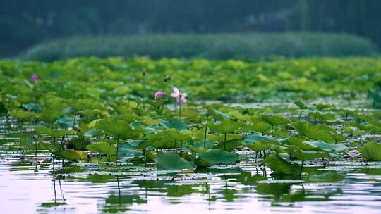 4K实拍夏季北京圆明园遗址公园盛开的荷塘