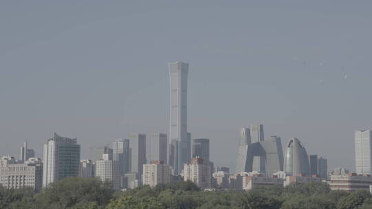 城市高空飞翔的鸽子 北京鸽子