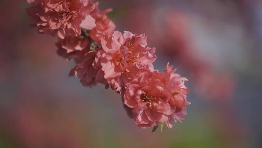 梅花腊梅