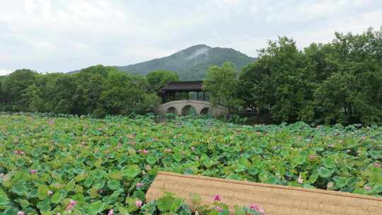 夏天荷花盛开荷叶莲蓬杭州湘湖风光航拍