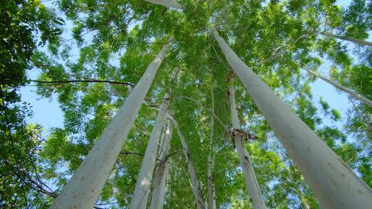 夏天阳光树荫树林森林桉树林速生桉仰拍仰视