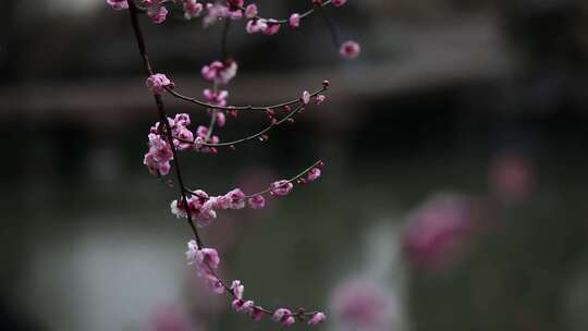 水珠滴在花瓣上娇美醉人（苏州园林艺圃）