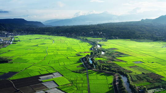 夏天绿色的稻田