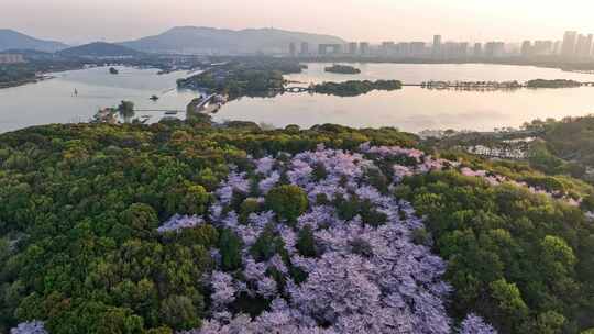 江苏 无锡 太湖 鼋头渚樱花 春天 旅游