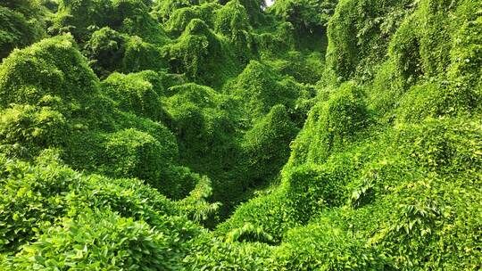 杭州西湖吴山绿野仙踪阳光森林树叶夏日自然