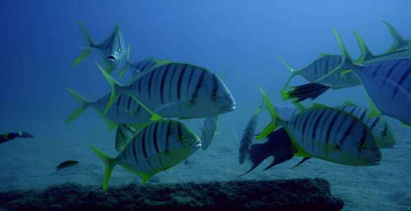 Golden Trevally，鱼，水下