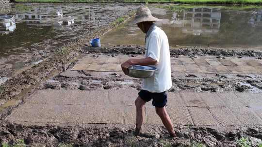 农民撒播水稻种子春天立春雨水芒种小满稻谷