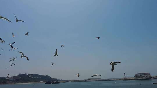 蓝色海洋大海海鸥岛屿浪花风景航拍