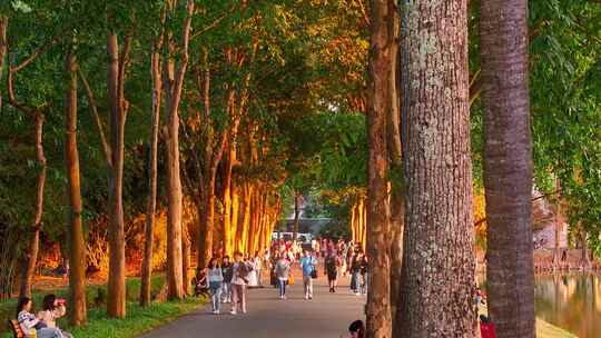 4K航拍人们在落羽杉树下拍照