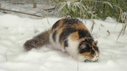 三花猫在雪地觅食冬季流浪猫下雪天