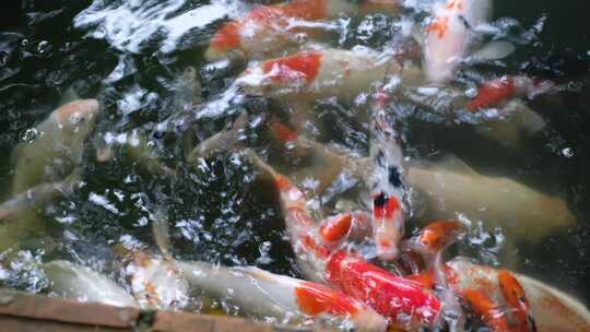 锦鲤金鱼鲤鱼戏水鱼池 鱼锦鲤锦鲤锦鲤夏至