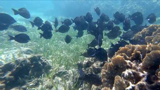 海底世界成群的热带鱼群视频素材模板下载