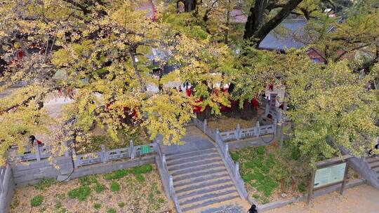 航拍平顶山文殊寺银杏