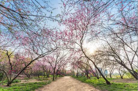 春天植物园桃花岛日落延时