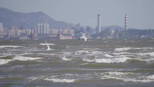 海鸟 海鸥