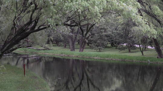 公园河边杨柳