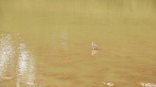 水上活动的鸟