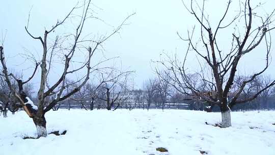 西安大明宫遗址公园大雪雪景