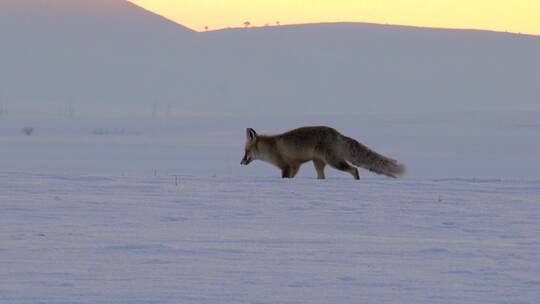 狐狸在雪中奔跑