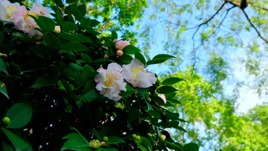 春天花园山茶花