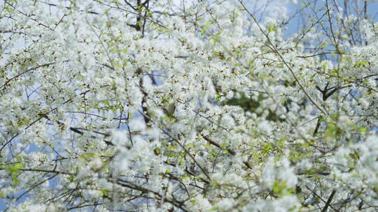 蓝天下唯美的白色樱花和树上的鸟儿