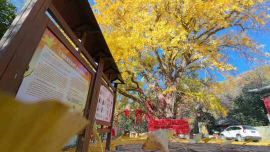 山东荣成伟德山圣水观千年古银杏落叶秋景